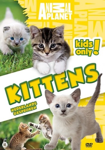 Special Interest - Kittens
