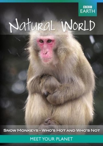 Natural World - Snow Monkey